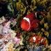 anemonefish_spinecheek_mid_h_0705_png1312.jpg